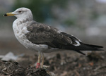 2cy Baltic Gull L f fuscus