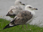 2cy Baltic Gull L f fuscus