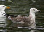 2cy Baltic Gull L f fuscus