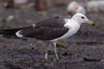 2cy Baltic Gull L f fuscus