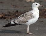 2cy Baltic Gull L f fuscus