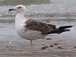 2cy Baltic Gull L f fuscus